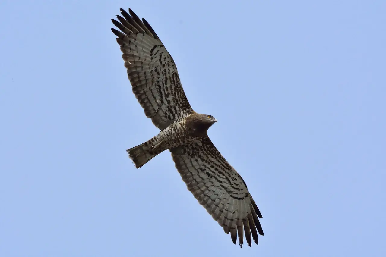 southern banded  snake-eagle